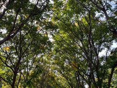 -洛阳市隋唐城遗址植物园