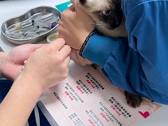 -伟伟宠物医院·CT影像中心·瑞派犬猫综合性门诊(汉口总院)