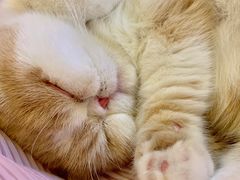 -滚猫咖啡·猫咖·猫友好撸猫(未来城店)