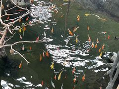 -南宫五洲植物乐园