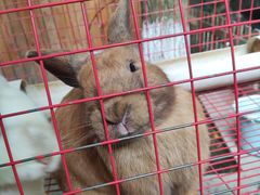 -青石桥花鸟鱼虫市场(叠翠城店)