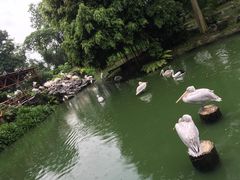 -新加坡飞禽公园