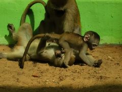 -北京野生动物园