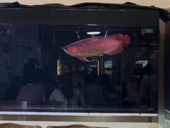 -东北烧烤(bukit batok)