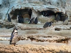 -帝企鹅自助餐厅•儿童岛•真企鹅(长隆企鹅酒店)