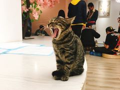 -浣熊柯尔鸭土拨鼠·电玩咖