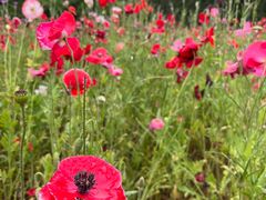 -盘龙城国家考古遗址公园