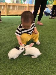 -萌宠亲子动物乐园(槐房万达店)