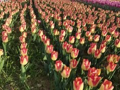 -廊坊文化艺术中心