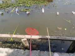 -同銮特种养殖场·龙虾垂钓