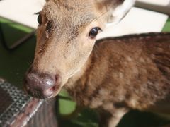 -浣熊柯尔鸭土拨鼠·电玩咖