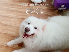 -西元前宠物酒店(郑庄府邸店)