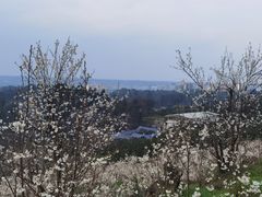 -樱桃山旅游景区