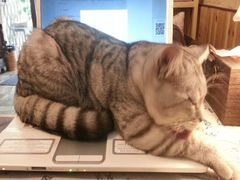 我又来了，我是带着学习计划来的，我也知道猫最喜欢爬笔记本上……-隅cafe(傅厚岗店)