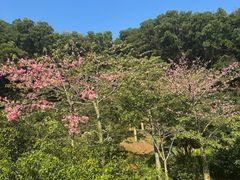 -云溪植物园