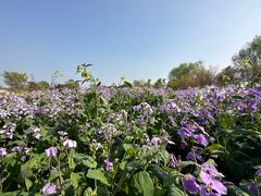 -泗洪洪泽湖湿地景区
