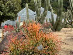 -深圳仙湖植物园