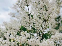 -海棠花溪(元大都城垣遗址公园)