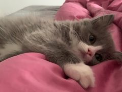 -纳吉亚猫专科动物医院·北北分院