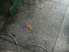 -古真记钵钵鸡(老公园店)