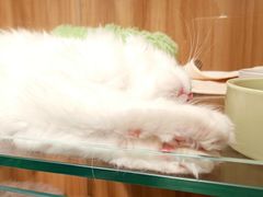 -COLOR PETS 撸猫馆·购猫·猫咖(长风大悦城店)