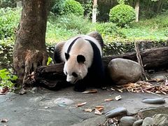 -都江堰中华大熊猫苑