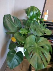 -MOVAN HAIR莫凡匠人发型屋