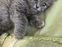 -瑞派宠物医院·犬猫全科·猫友好(宾水西道店)