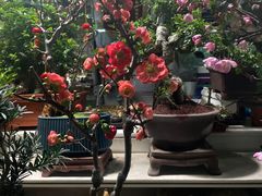 -花鸟鱼虫鲜花绿植市场(玉泉路店)