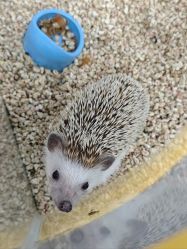 -神奇动物撸宠馆·羊驼·小浣熊·异宠(豫园店)
