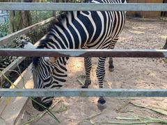 -广东茂名森林公园