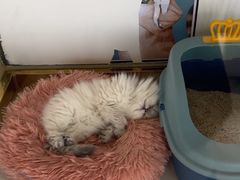 -糯米喵星人总部直营旗舰店·猫舍·幼猫出售