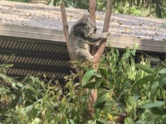-可伦宾野生动物保护区