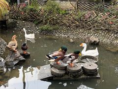 -青城甲(青城山店)