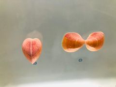 -青岛贝壳博物馆