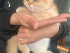 -东方名猫馆·英短金渐层布偶猫舍(环线广场1号楼店)