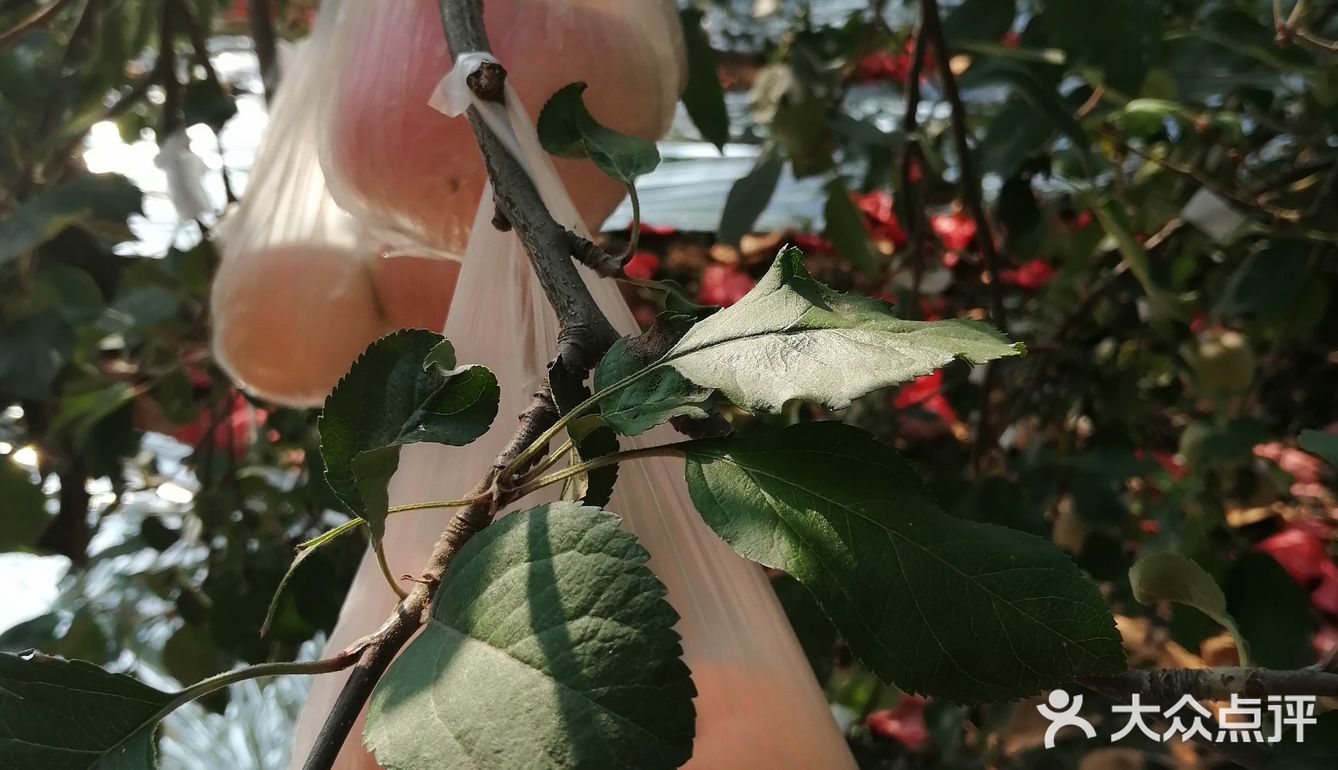 周末来采摘苹果🍎吧