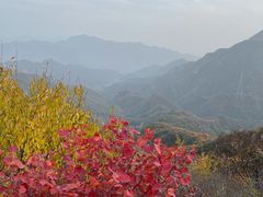 -大岭沟猕猴桃谷风景区