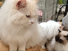 -藏猫猫咖啡主题馆(中央大道店)