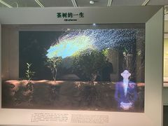 -中国茶叶博物馆(双峰馆区)