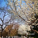 一生心事为花忙 花儿们怒放中