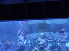 -哈尔滨波塞冬海底世界