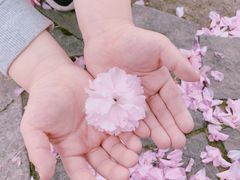 -嘉定紫藤园