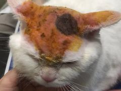 -福懋动物医院·犬猫全科·外科·重症科(杏林分院)