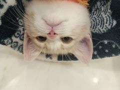 -袖虎·猫馆(体育西路店)