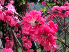 -南国桃园旅游度假区