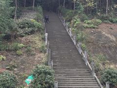 -铁山坪森林公园