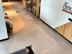 -御宝贝·A梦猫科宠物医院(国际猫友好医院)