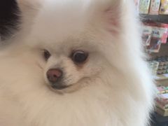 -帕帕拉兹宠物(亚洲旗舰店)