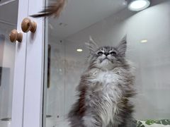 -青奢宠物·青奢猫舍